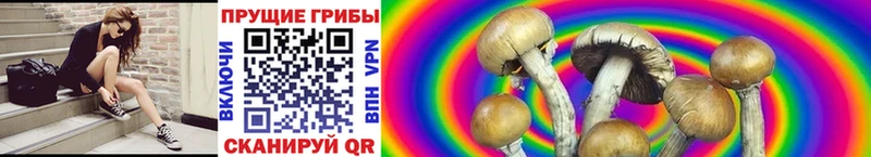 MEGA ссылки Петров Вал Псилоцибиновые грибы Psilocybine cubensis